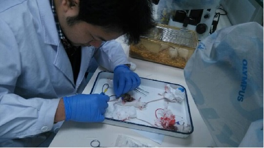 安评中心评价部举行小鼠腹主动脉采血培训